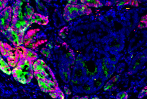 Cells stock photo